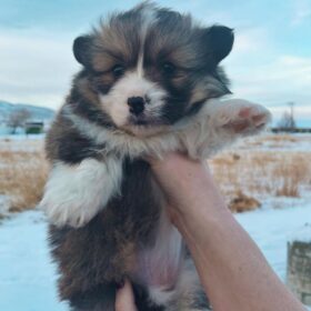 corgi puppy cute