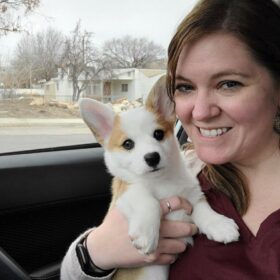corgis for sale
