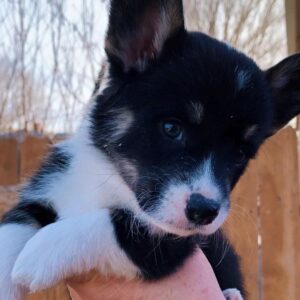 pembroke welsh corgi black