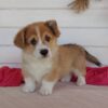 corgi puppies for sale