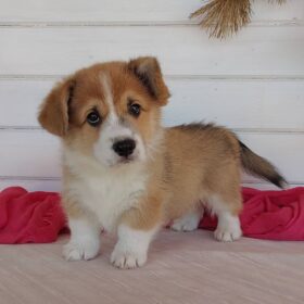 corgi puppies for sale