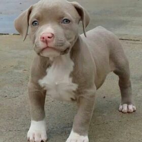 cane corso puppies for sale richmond va