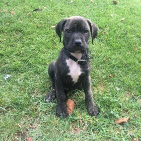cane corso great dane mix cane corso great dane mix