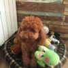 miniature toy poodle for sale