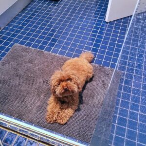 tiny teacup poodle puppies for sale