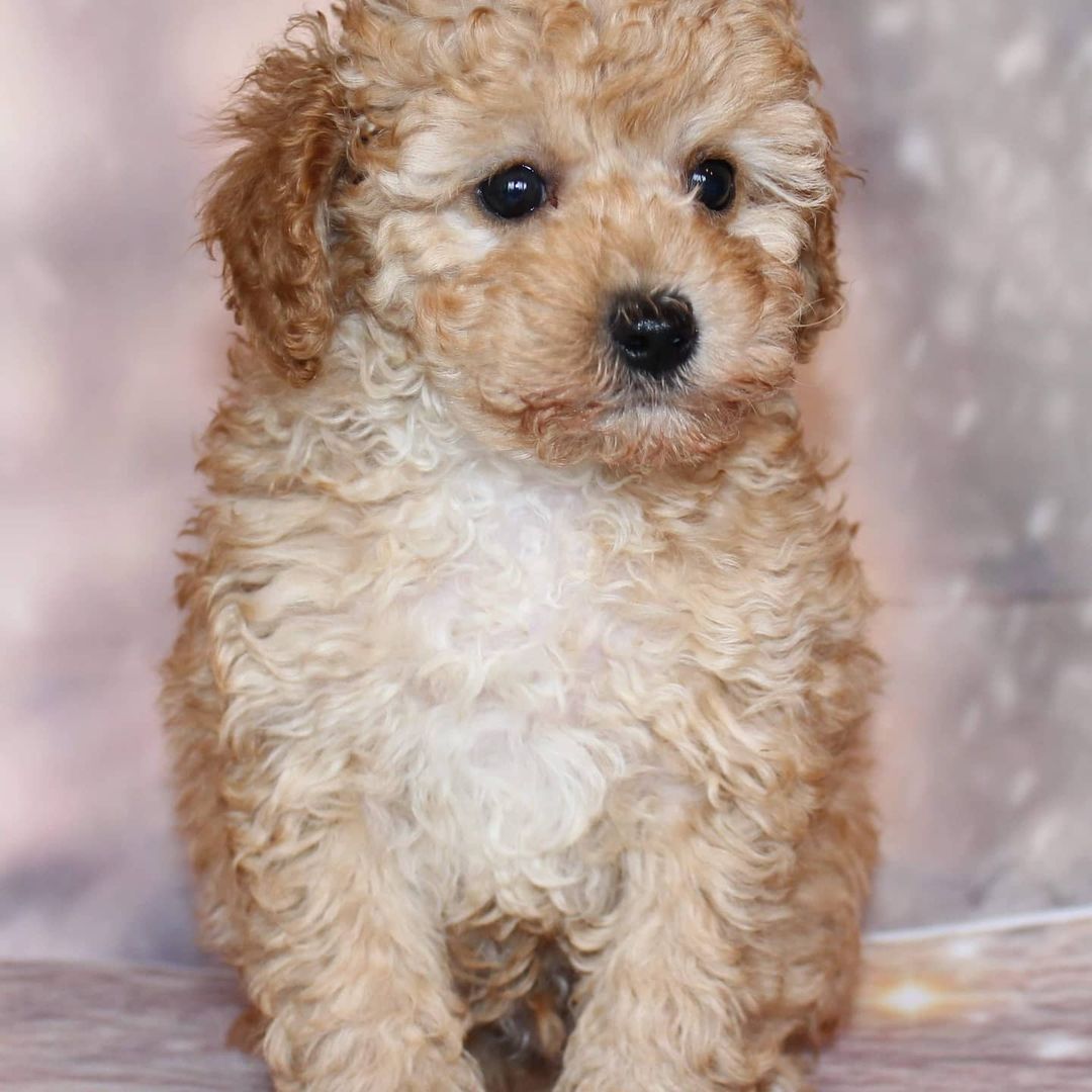 teacup poodles for adoption teacup poodles for adoption