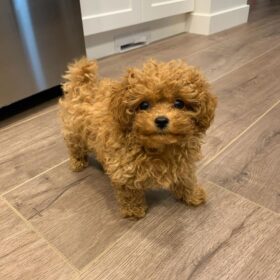 toy poodles for sale in missouri