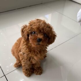 toy poodle puppies for sale in colorado