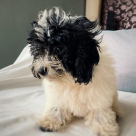poodle breeders ma