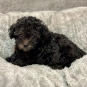 teacup toy poodle puppies for sale teacup toy poodle puppies for sale