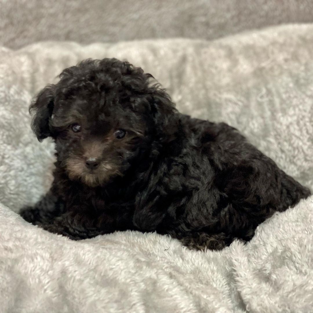 teacup toy poodle puppies for sale.36 (1) teacup toy poodle puppies for sale
