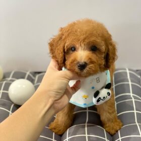 toy poodles for sale michigan