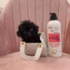 toy poodle oregon