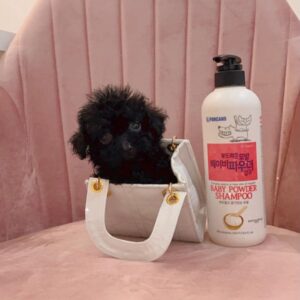 toy poodle oregon