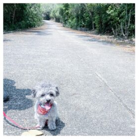 toy poodles for sale houston