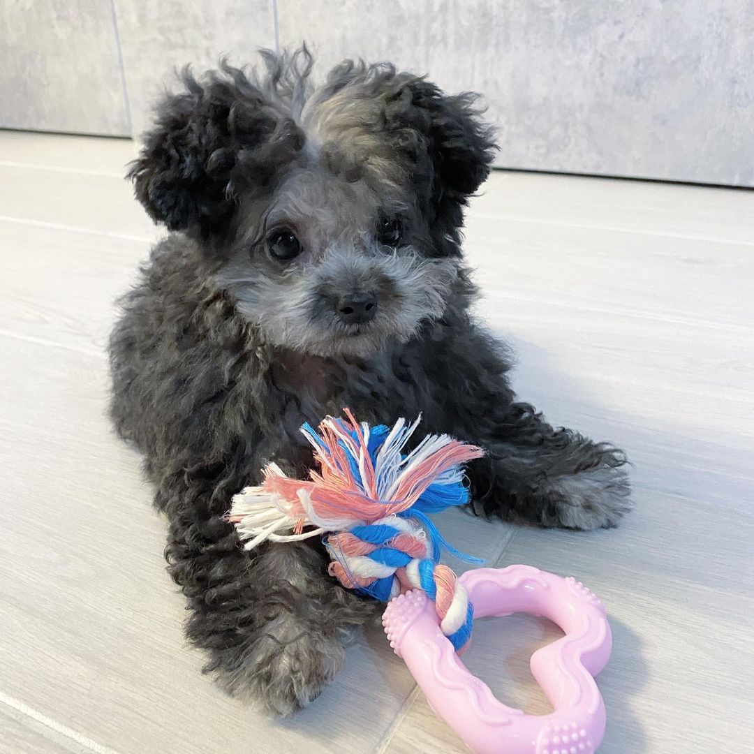 toy poodle puppies for sale in wichita kansas toy poodle puppies for sale in wichita kansas