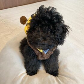 toy poodles for sale in Colorado