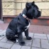 cane corso puppy for sale