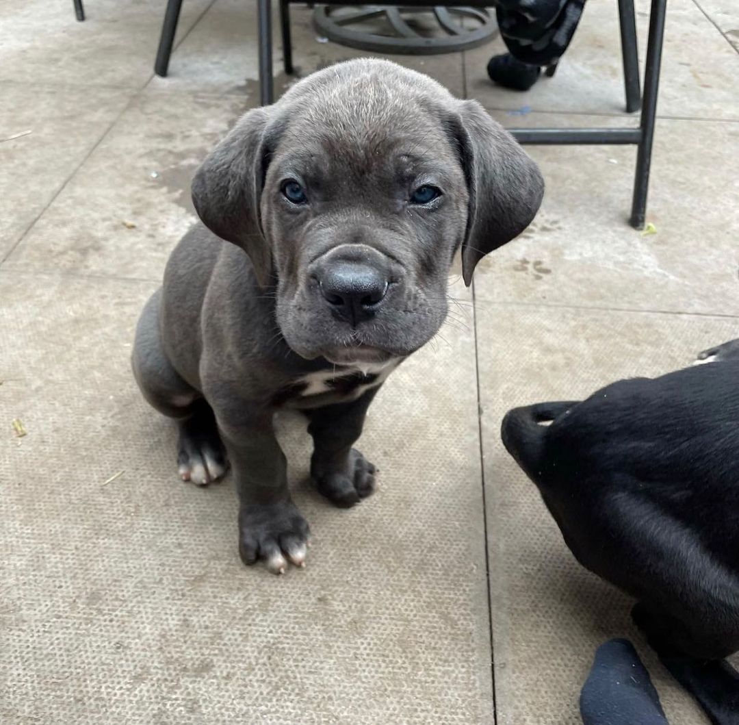 cane corso puppies for sale cane corso puppies for sale