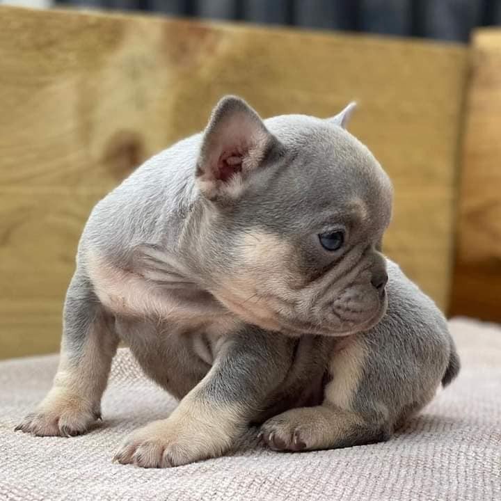 pitbull cane corso mix puppies for sale