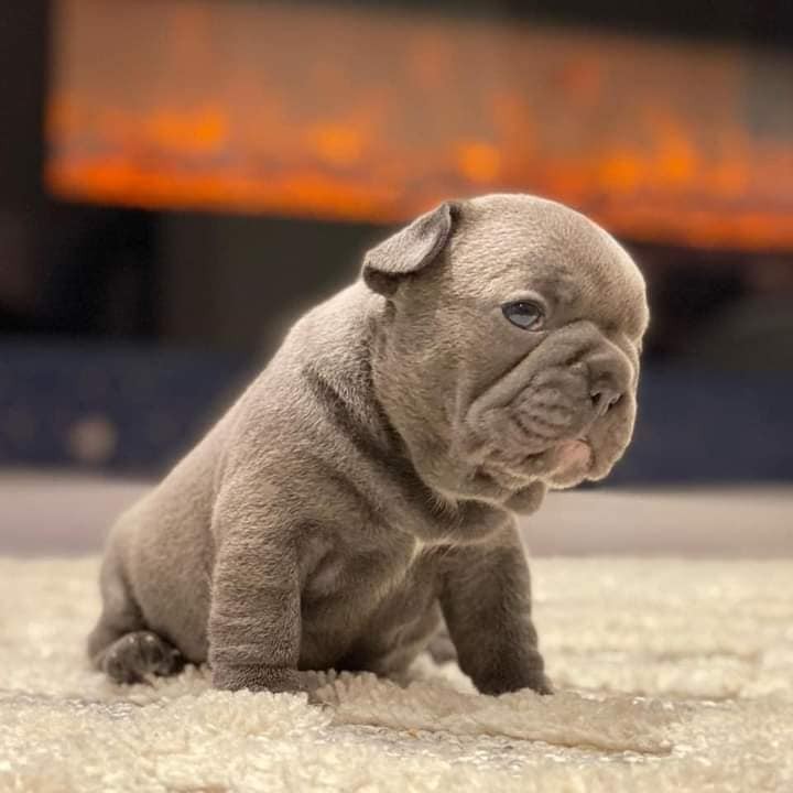 rottweiler cane corso mix puppies