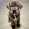 cane corso puppies for sale colorado