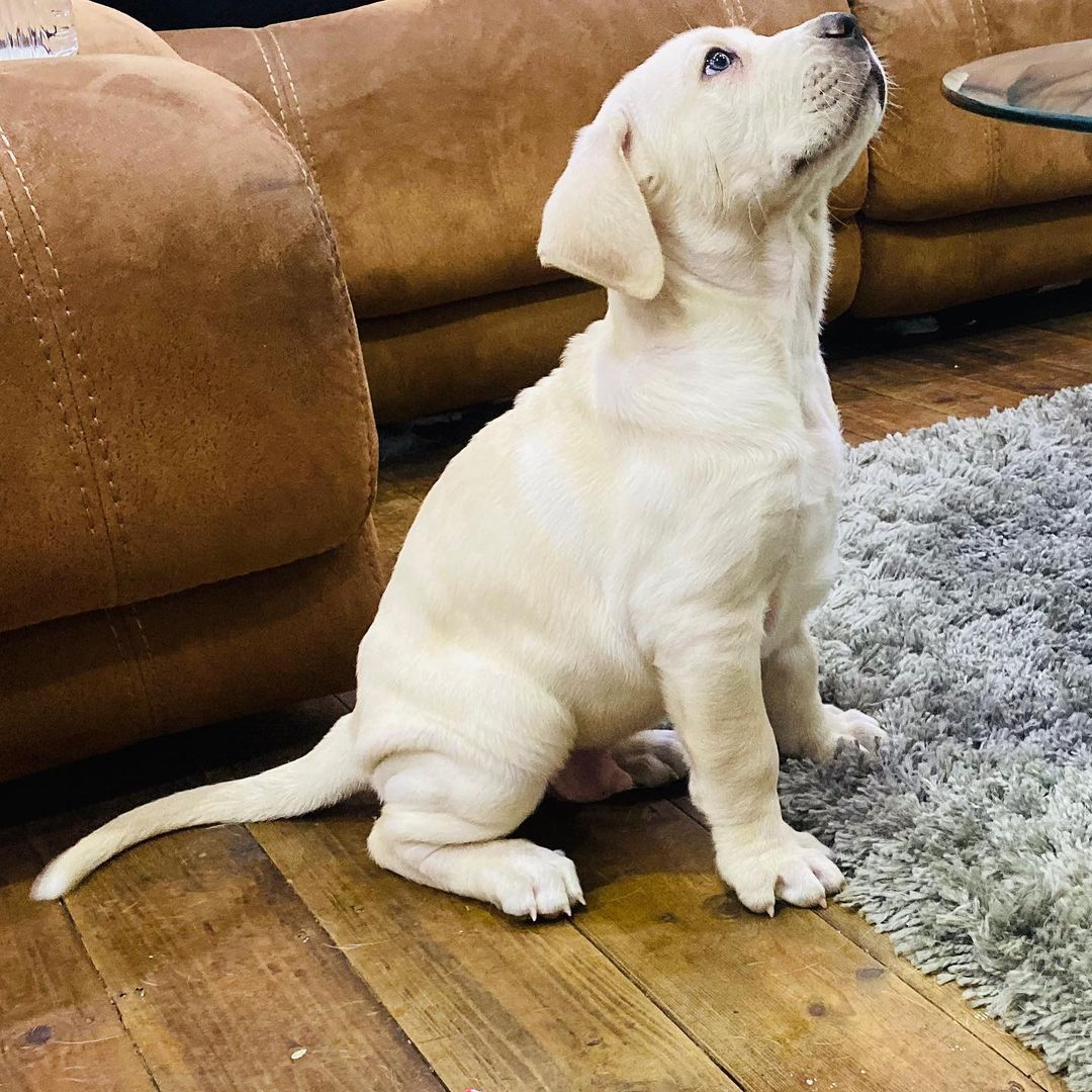 cane corso white cane corso white