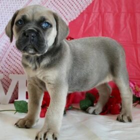 american cane corso puppies for sale