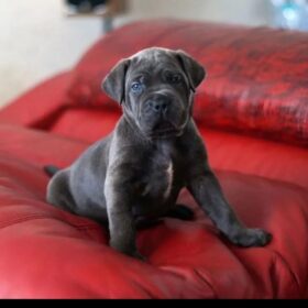 blue cane corso puppies for sale near me blue cane corso puppies for sale near me