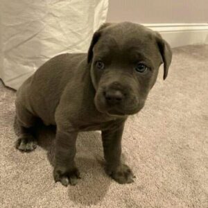 cane corso puppies for sale michigan