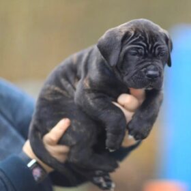 free cane corso puppies near me free cane corso puppies near me