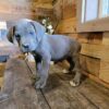 cane corso puppies cost