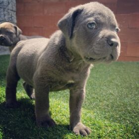 cane corso puppies for sale dallas