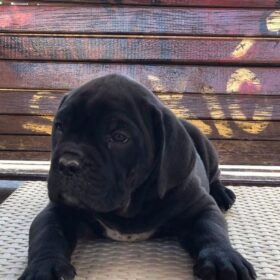 cane corso breeders michigan cane corso breeders michigan