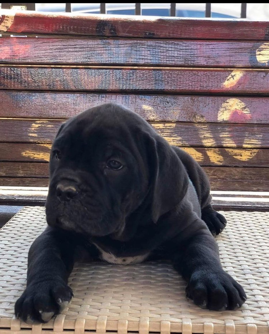 cane corso breeders michigan cane corso breeders michigan