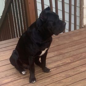 best cane corso breeders