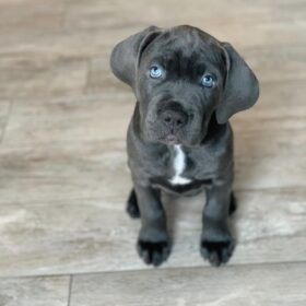 cane corso puppies for sale nc cane corso puppies for sale nc