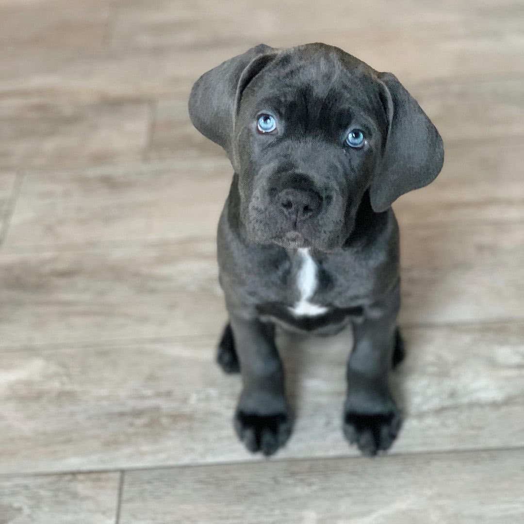 cane corso puppies for sale nc cane corso puppies for sale nc