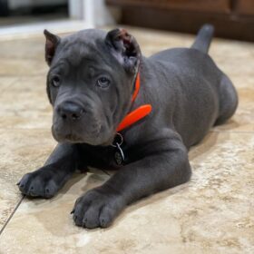 mini cane corso