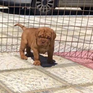 white cane corso puppies