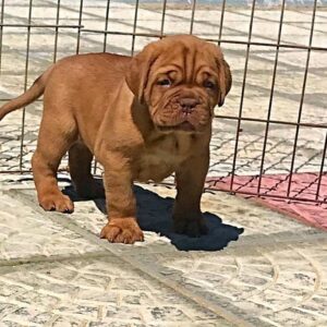 how much are cane corso puppies