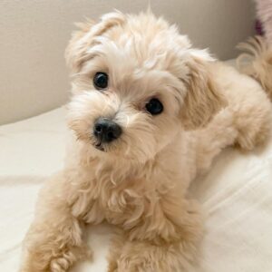 toy poodles for sale near me