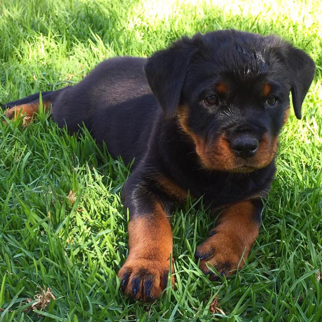 rottweiler puppy price rottweiler puppy price