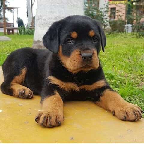 how much are rottweiler puppies how much are rottweiler puppies