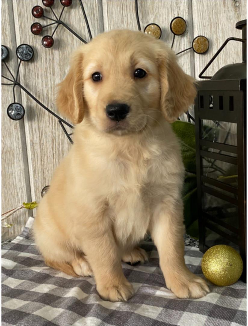 southern California golden retriever rescue