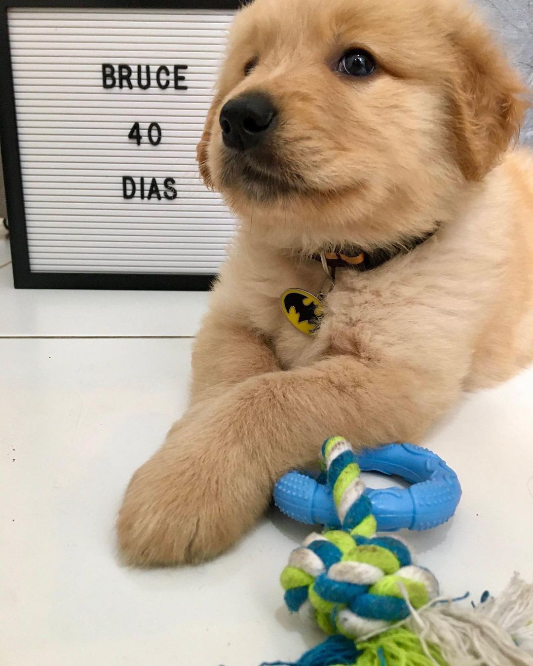 goldador puppies for sale