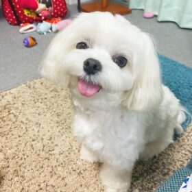 Maltese puppies for sale in Minnesota