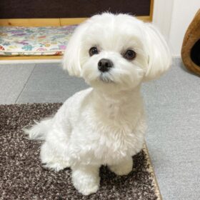 Maltese puppy for sale Virginia