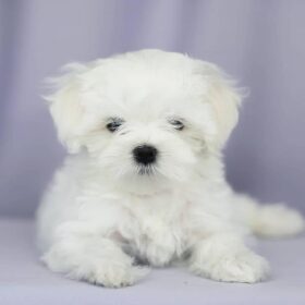 Maltese puppy for sale new jersey