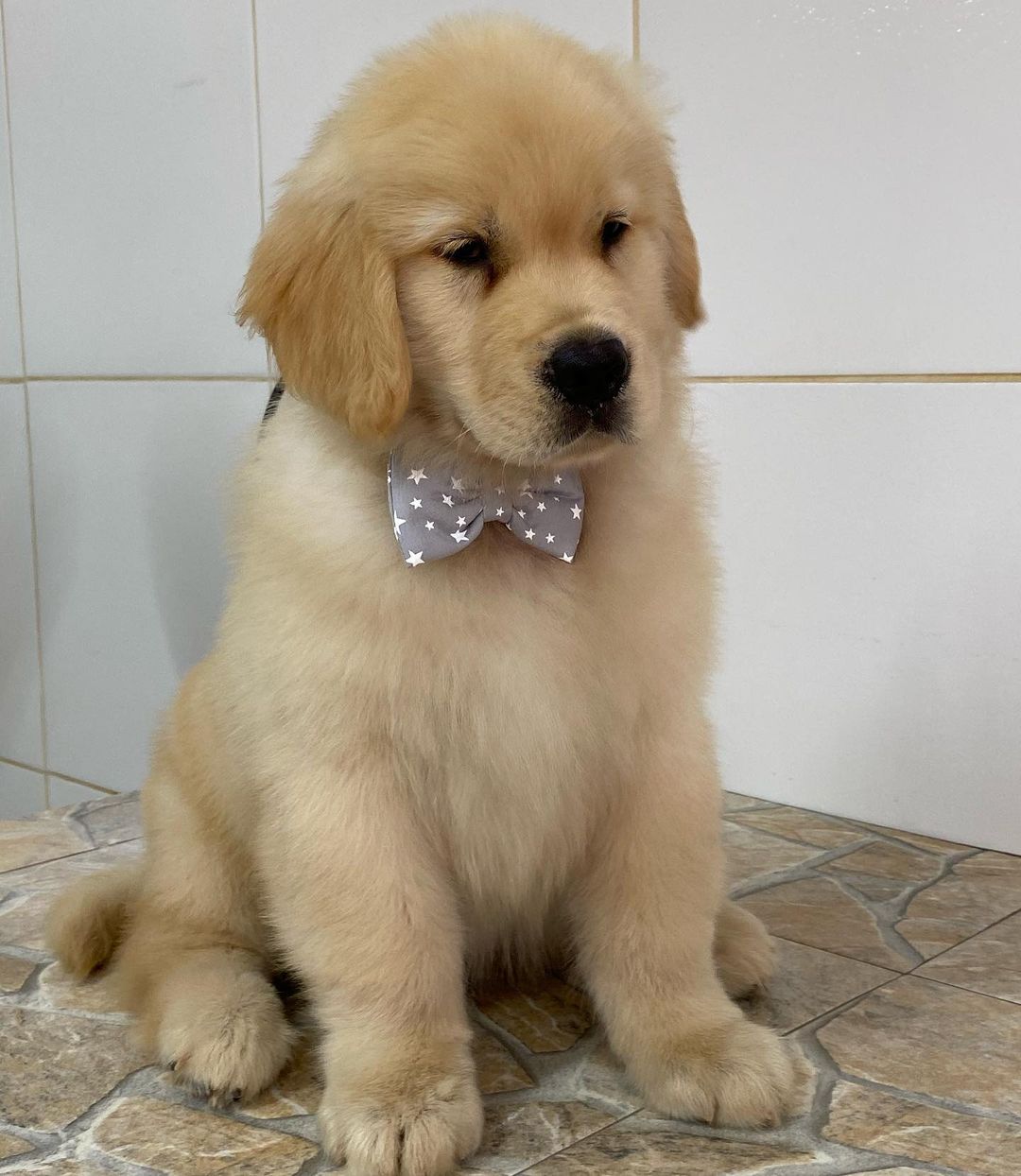 Golden retriever puppies for sale Houston